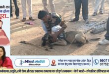 धमतरी में नील गाय का शिकार, जंगल में पड़ा मिला शव, फिर डॉगस्कॉड की मदद से ऐसे अरेस्ट हुआ शिकारी, DFO ने कहा… 17 img 2736